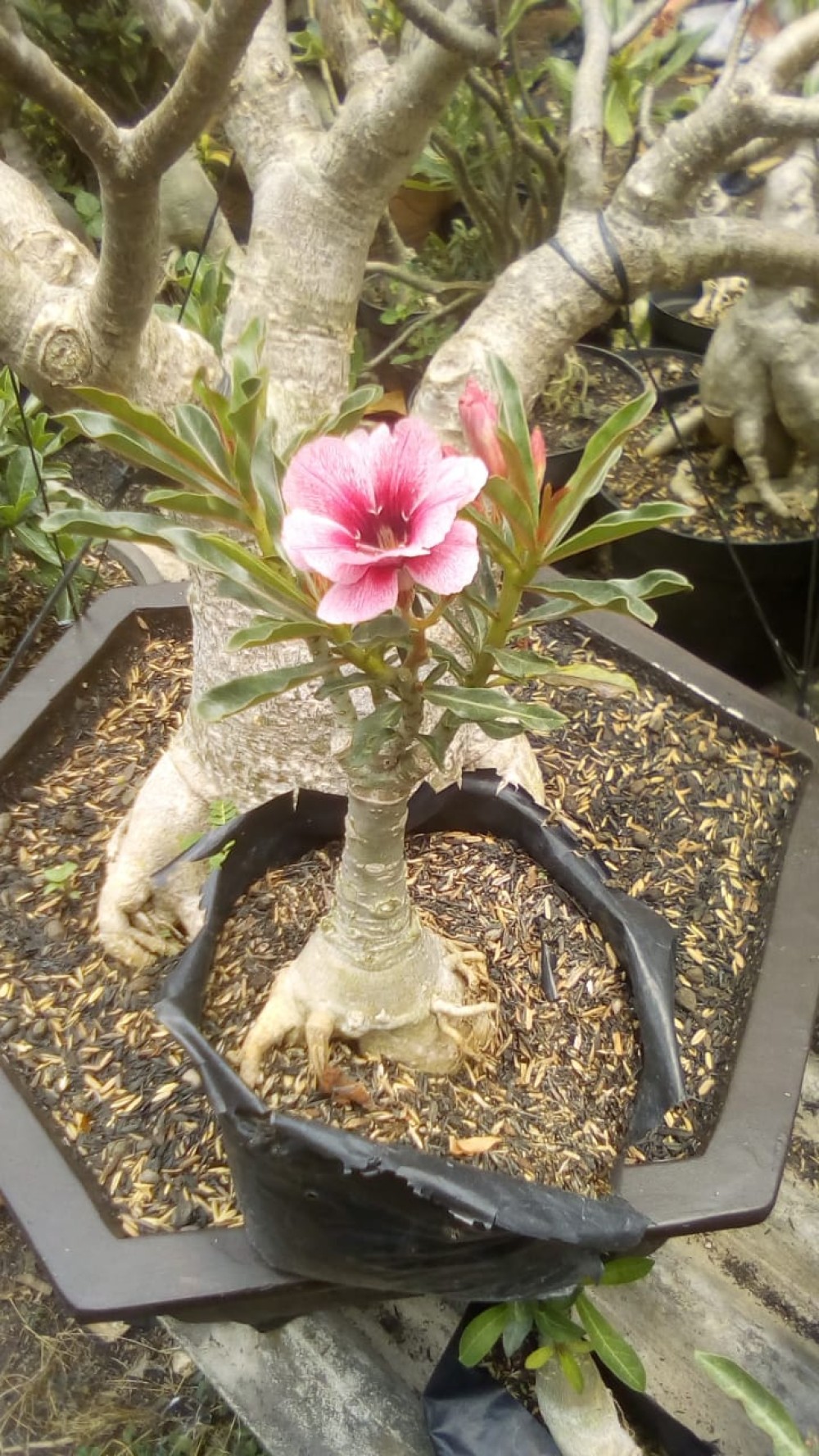  Tanaman  Hias  Adenium  Size B